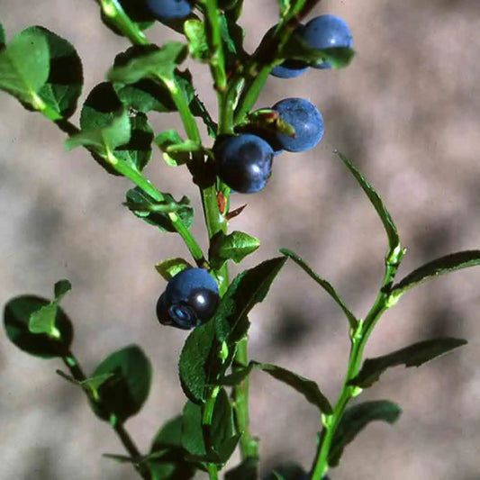 Graines de myrtillier sauvage bio – La Ferme de Sainte Marthe