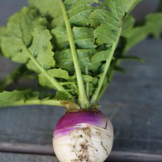 Graines de navet blanc globe à collet violet bio – La Ferme de Sainte Marthe