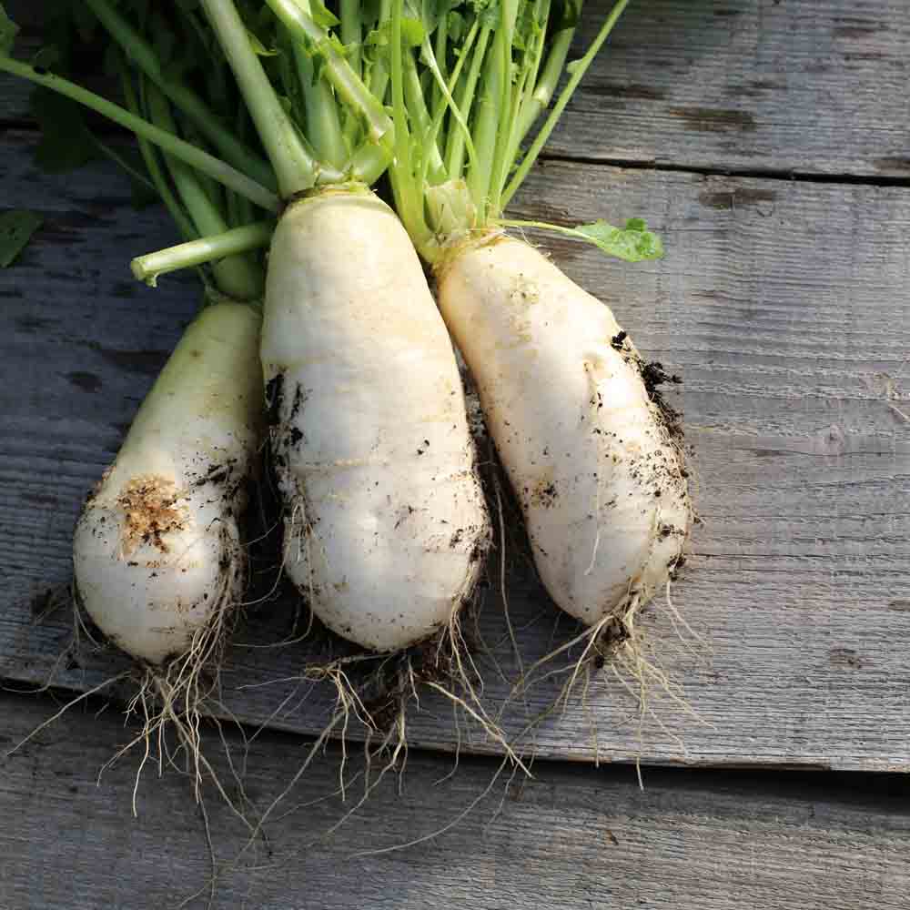 Graines de navet marteau bio – La Ferme de Sainte Marthe