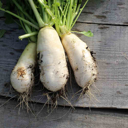 Graines de navet marteau bio – La Ferme de Sainte Marthe