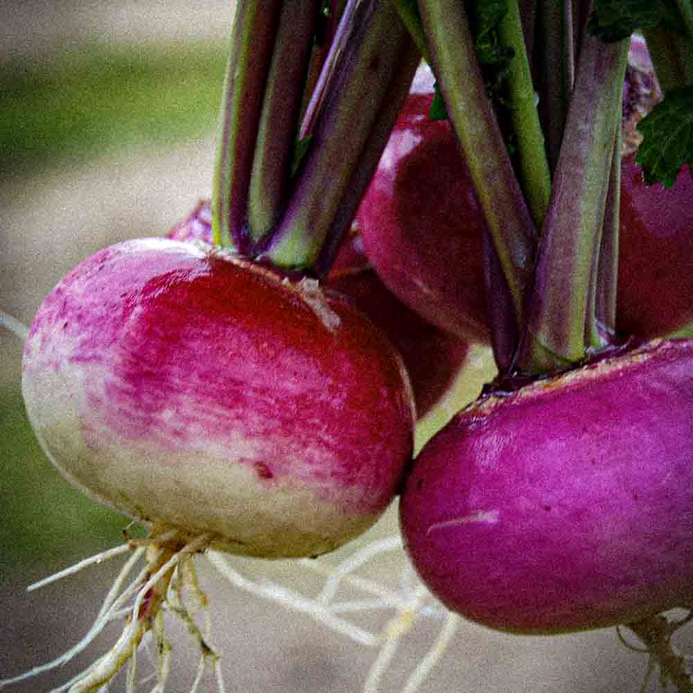 Graines de navet milan rouge bio – La Ferme de Sainte Marthe