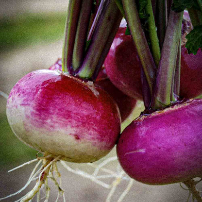 Graines de navet milan rouge bio – La Ferme de Sainte Marthe