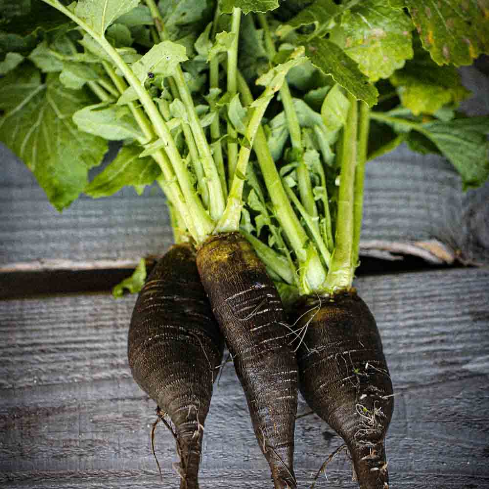 Graines de navet noir long bio – La Ferme de Sainte Marthe
