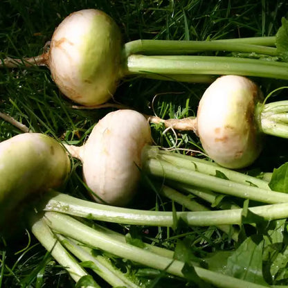 Graines de navet platte witte mei bio – La Ferme de Sainte Marthe