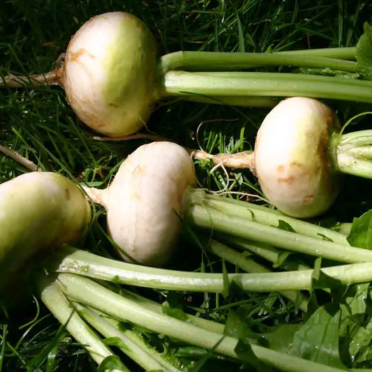 Graines de navet platte witte mei bio – La Ferme de Sainte Marthe