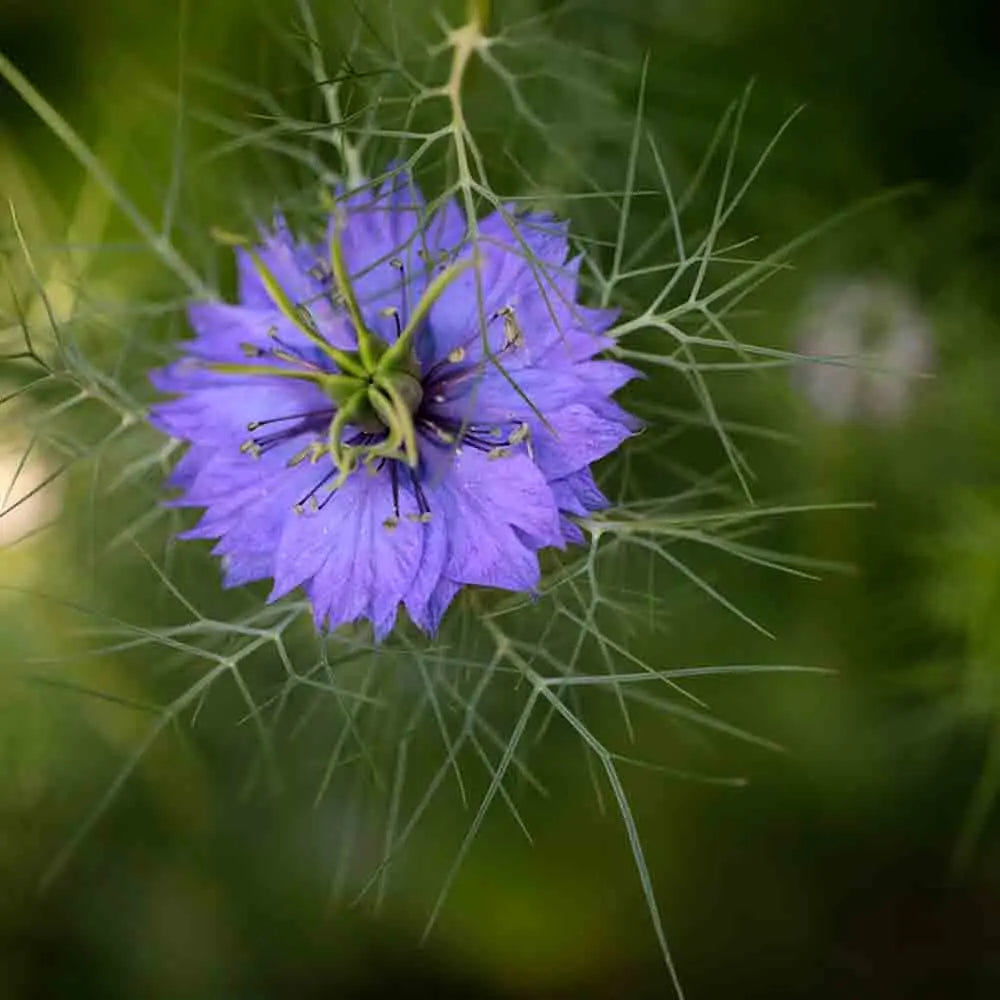 Graines de nigelle cultivée ou cumin noir bio – La Ferme de Sainte Marthe