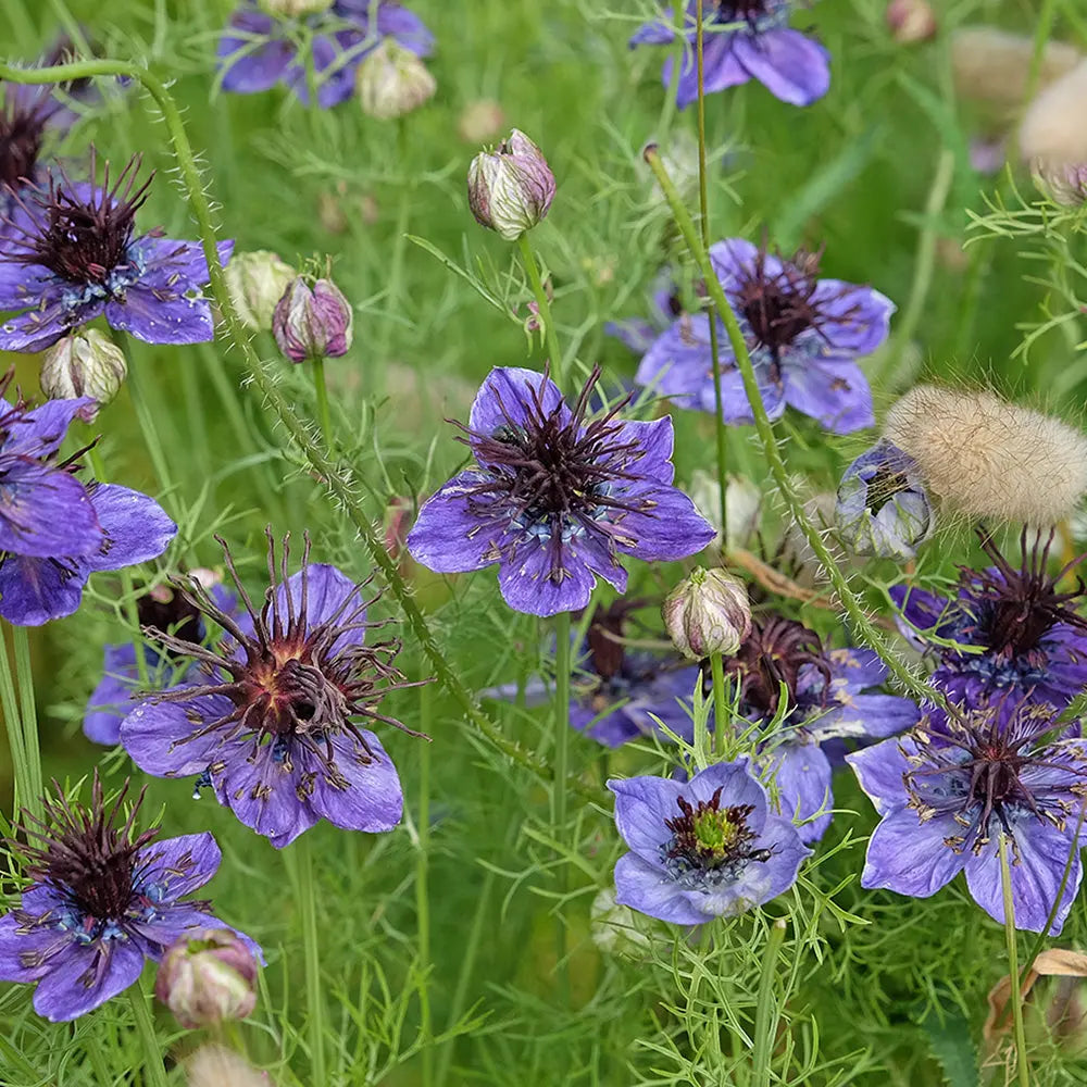 Graines de nigelle d'espagne bleue bio – La Ferme de Sainte Marthe