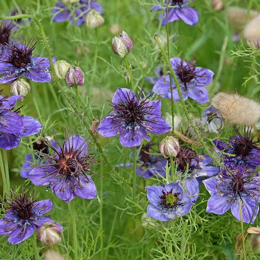 Graines de nigelle d'espagne bleue bio – La Ferme de Sainte Marthe