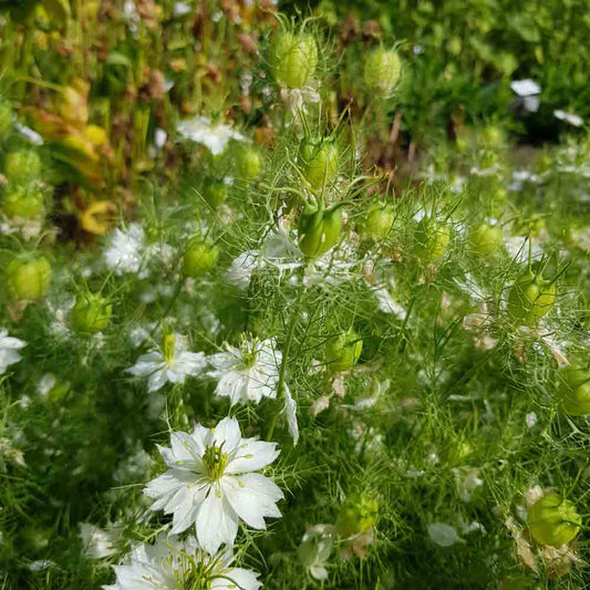 Graines de nigelle de damas à capsule verte bio – La Ferme de Sainte Marthe