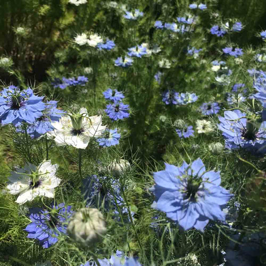 Graines de nigelle de damas double variée bio – La Ferme de Sainte Marthe