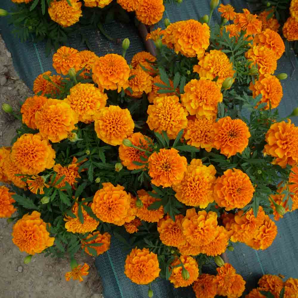 Graines d'œillet d'inde ou tagetes erecta bio – La Ferme de Sainte Marthe