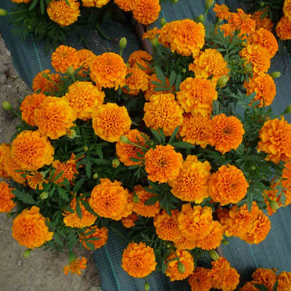 Graines d'œillet d'inde ou tagetes erecta bio – La Ferme de Sainte Marthe