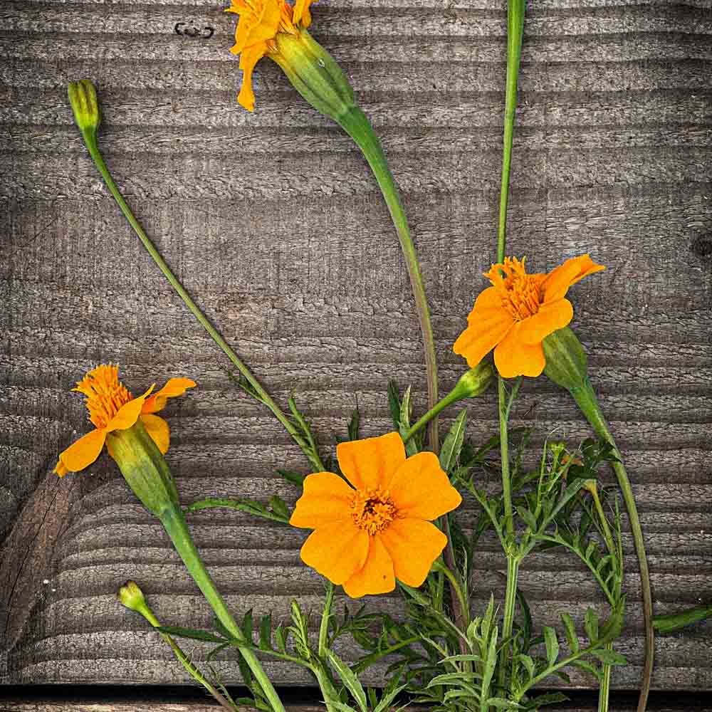 Graines d'œillet d'inde sauvage ou tagetes patula bio – La Ferme de Sainte Marthe