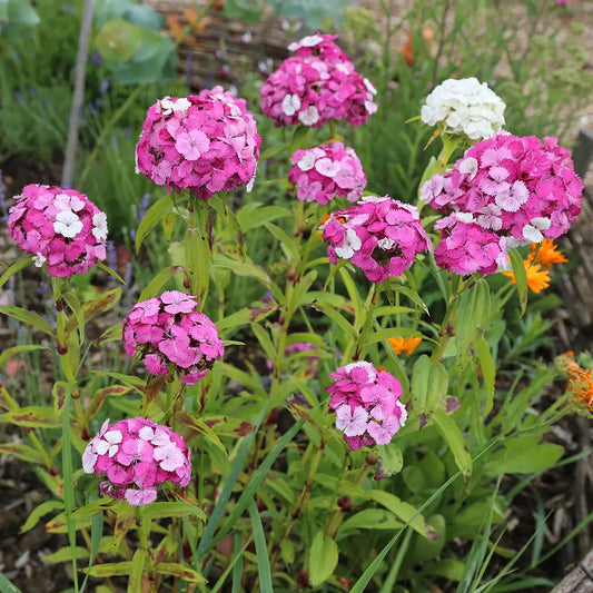 Graines d'œillet de poète varié bio – La Ferme de Sainte Marthe
