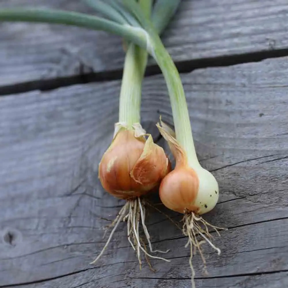 Graines d'oignon de maze bio – La Ferme de Sainte Marthe