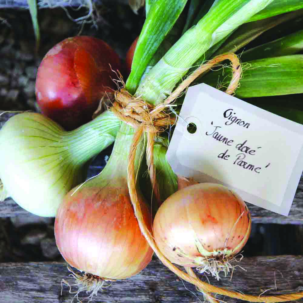 Graines d'oignon dorata di parma bio – La Ferme de Sainte Marthe