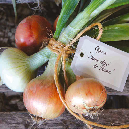 Graines d'oignon dorata di parma bio – La Ferme de Sainte Marthe