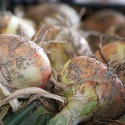Graines d'oignon jaune paille des vertus bio – La Ferme de Sainte Marthe