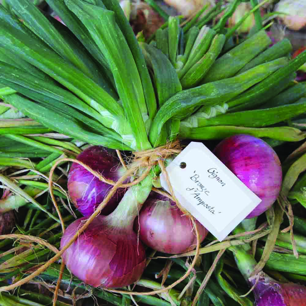 Graines d'oignon morada de amposta bio – La Ferme de Sainte Marthe