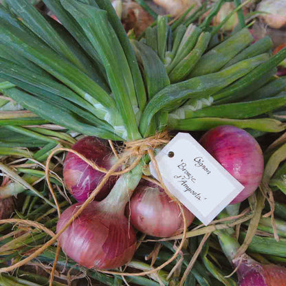 Graines d'oignon morada de amposta bio – La Ferme de Sainte Marthe