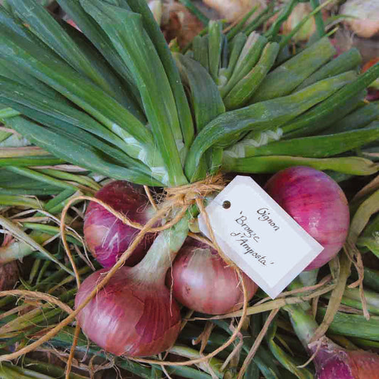 Graines d'oignon morada de amposta bio – La Ferme de Sainte Marthe