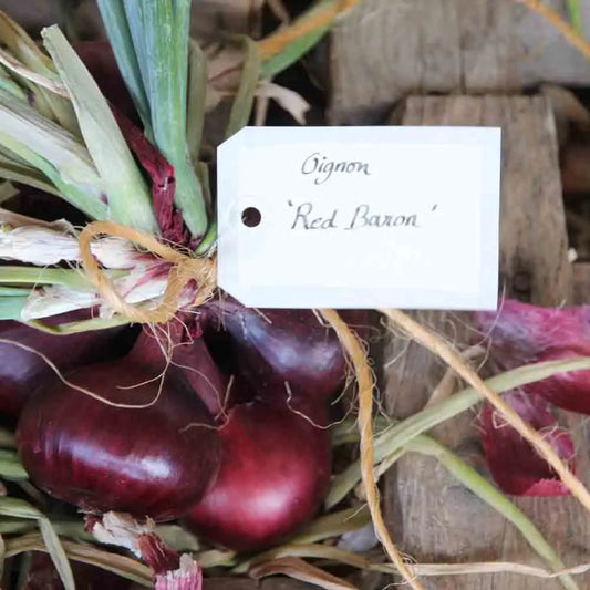 Graines d'oignon red baron bio – La Ferme de Sainte Marthe
