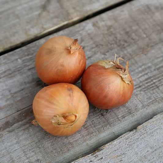 Graines d'oignon rijnsburger 5 ou density 5 bio – La Ferme de Sainte Marthe
