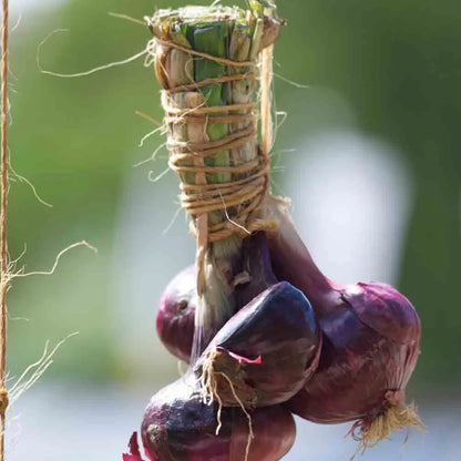 Graines d'oignon rouge de brunswick – La Ferme de Sainte Marthe