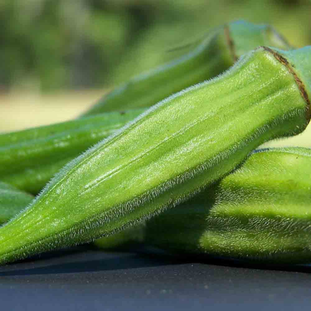 Graines d'okra gombo clemson spineless bio – La Ferme de Sainte Marthe