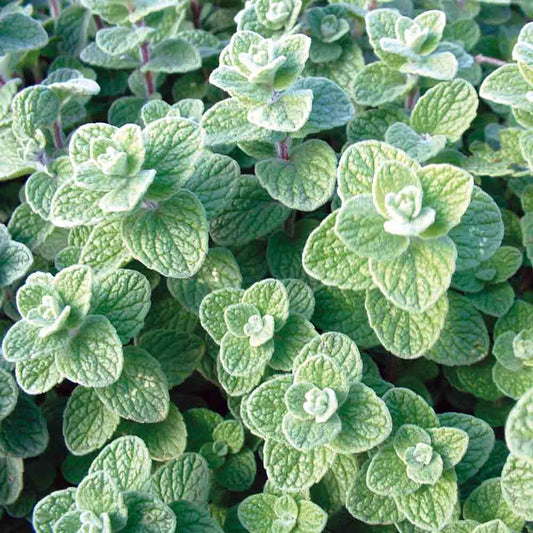 Graines d'origan libanais zaatar bio – La Ferme de Sainte Marthe