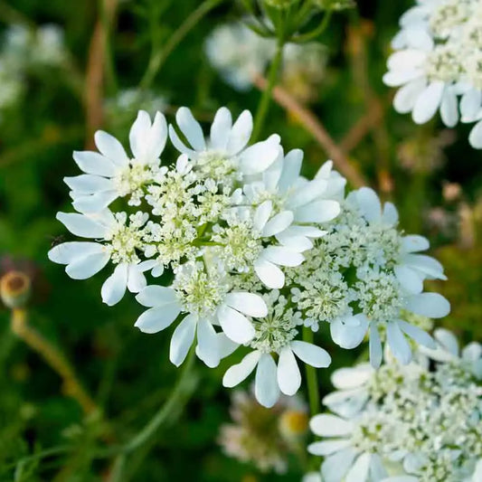 Graines d'orlaya à grandes fleurs bio – La Ferme de Sainte Marthe