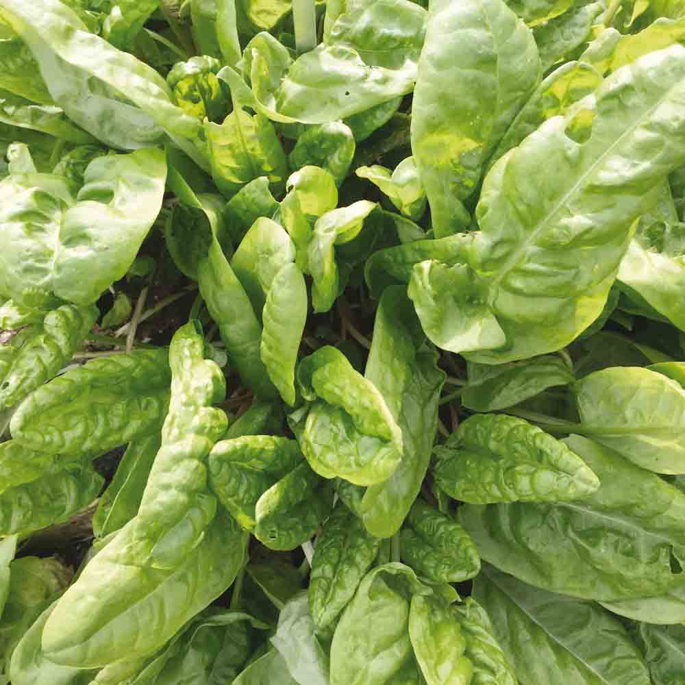 Graines d'oseille commune bio – La Ferme de Sainte Marthe