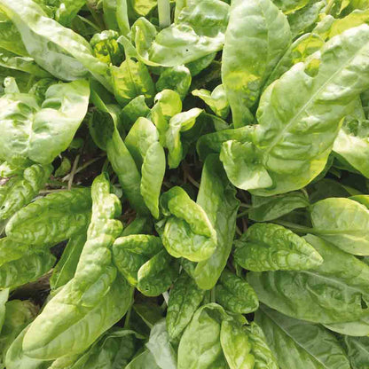 Graines d'oseille commune bio – La Ferme de Sainte Marthe
