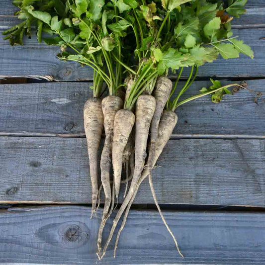 Graines de panais tender and true bio – La Ferme de Sainte Marthe