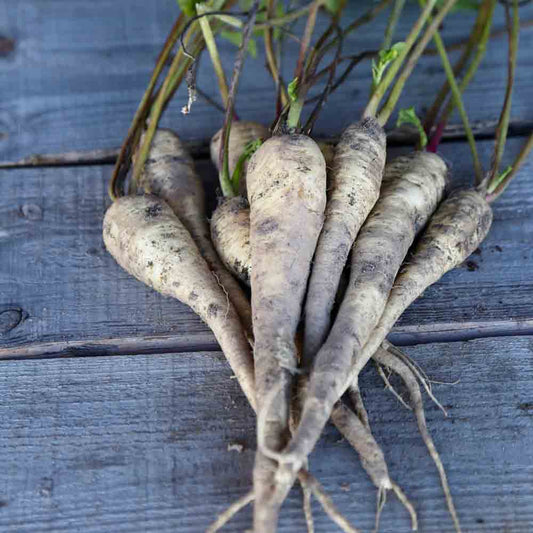 Graines de panais turga bio – La Ferme de Sainte Marthe