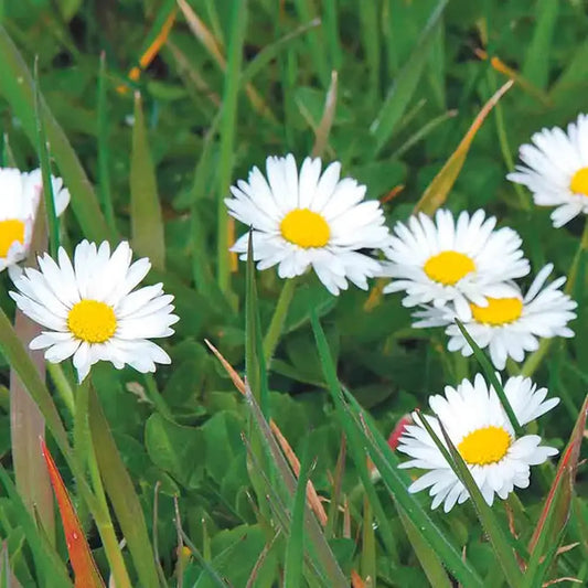 Graines de pâquerette simple bio – La Ferme de Sainte Marthe