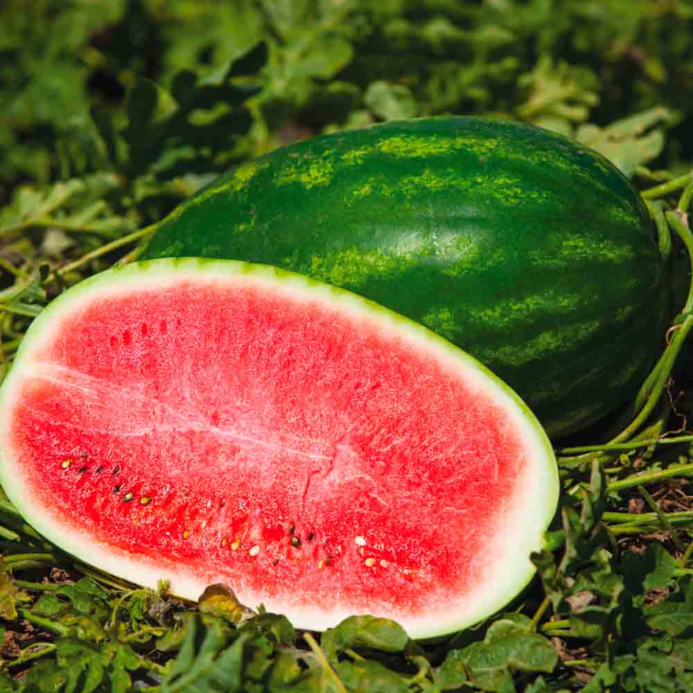 Graines de pastèque charleston gray bio – La Ferme de Sainte Marthe