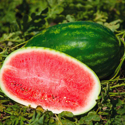Graines de pastèque charleston gray bio – La Ferme de Sainte Marthe