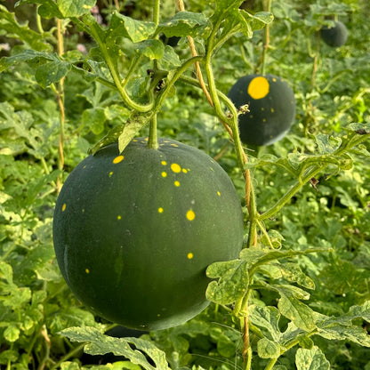 Graines de pastèque moon and stars bio – La Ferme de Sainte Marthe