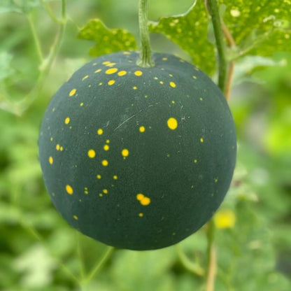 Graines de pastèque moon and stars bio – La Ferme de Sainte Marthe
