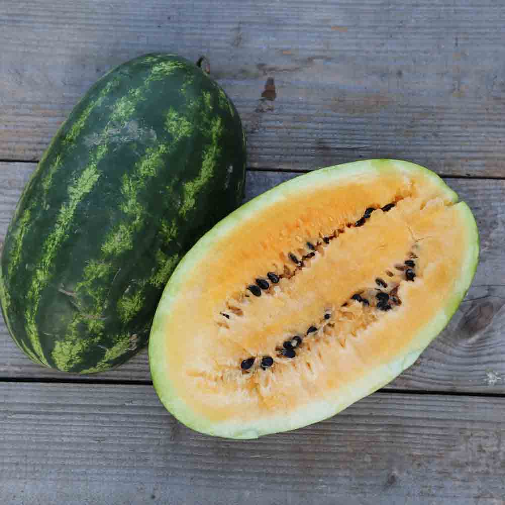 Graines de pastèque mountain yellow bio – La Ferme de Sainte Marthe