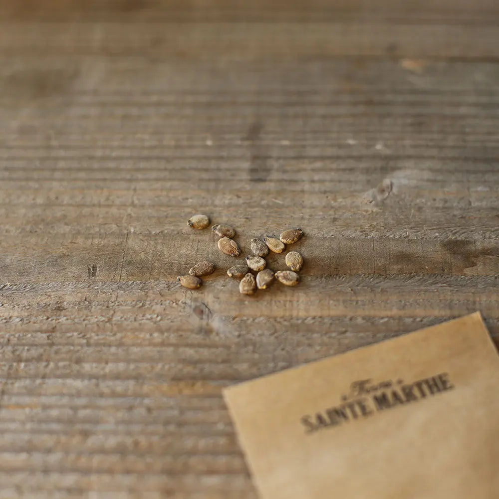 Graines de pastèque sugar baby bio – La Ferme de Sainte Marthe