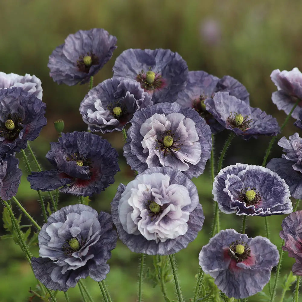 Graines de pavot amazing grey bio – La Ferme de Sainte Marthe