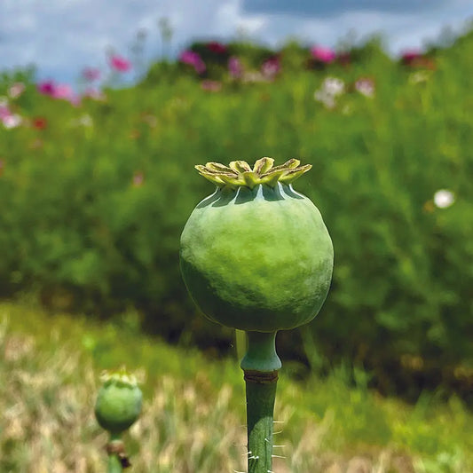 Graines de pavot bowling ball – La Ferme de Sainte Marthe