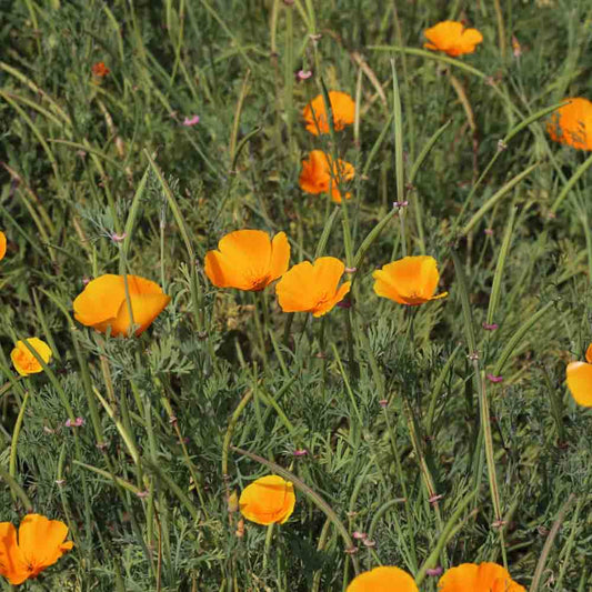 Graines de pavot de californie bio – La Ferme de Sainte Marthe
