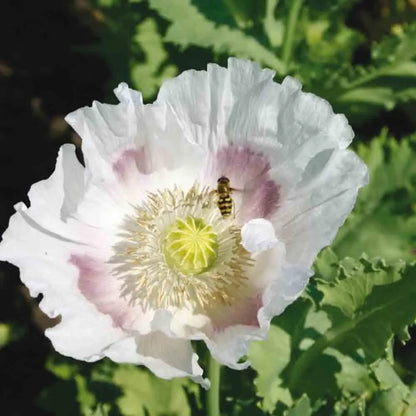 Graines de pavot des jardins blanc bio – La Ferme de Sainte Marthe