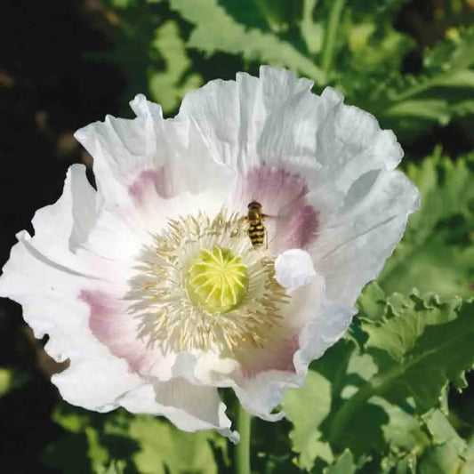Graines de pavot des jardins blanc bio – La Ferme de Sainte Marthe