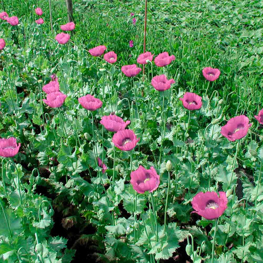 Graines de pavot planète rouge du jura bio – La Ferme de Sainte Marthe