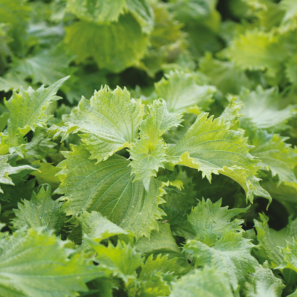 Graines de perilla vert ou shiso bio – La Ferme de Sainte Marthe