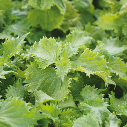 Graines de perilla vert ou shiso bio – La Ferme de Sainte Marthe